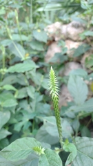 Achyranthes bidentata