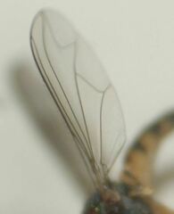 Amblypsilopus variegatus