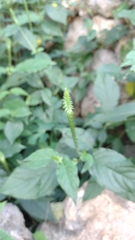 Achyranthes bidentata