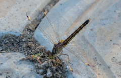 Brachythemis leucosticta