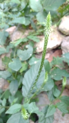 Achyranthes bidentata