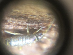 Collembola