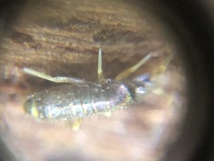 Collembola