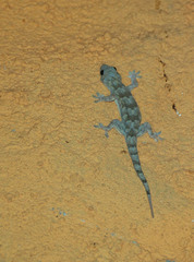 Hemidactylus mabouia