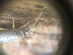 Collembola