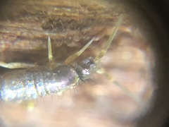Collembola