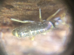 Collembola