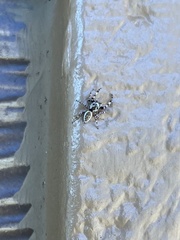 Metaphidippus chera