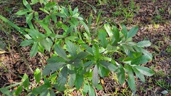 Frangula caroliniana