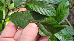 Frangula caroliniana