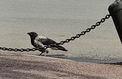 Corvus cornix