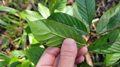 Frangula caroliniana