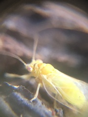 Hemiptera