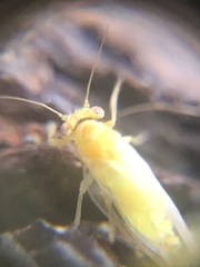 Hemiptera