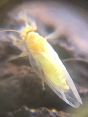 Hemiptera
