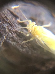 Hemiptera