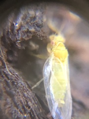 Hemiptera