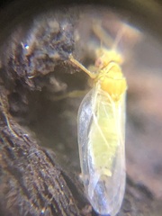 Hemiptera