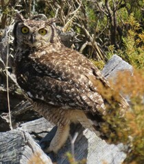 Bubo africanus africanus