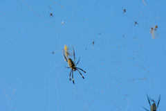 Trichonephila senegalensis