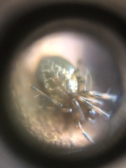 Araneae
