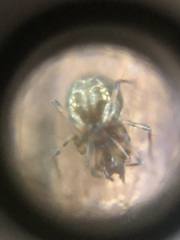 Araneae