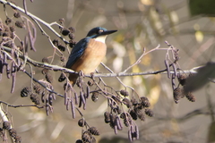 Alcedo atthis