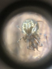 Araneae