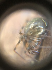 Araneae