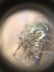 Araneae