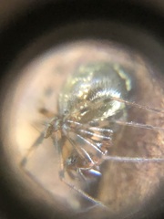 Araneae