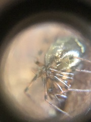 Araneae