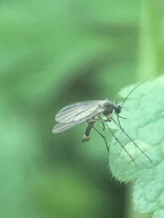 Sciaroidea