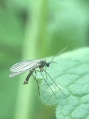 Sciaroidea
