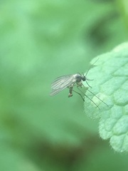 Sciaroidea