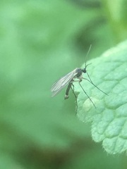 Sciaroidea