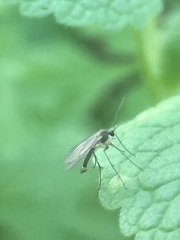 Sciaroidea