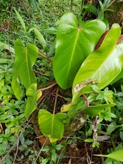 Philodendron erubescens