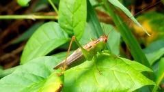 Orchelimum silvaticum