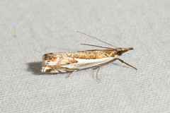 Crambus bidens