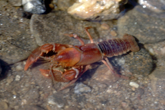 Cambarus tuckasegee