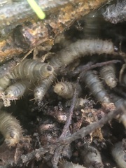 Bibionidae