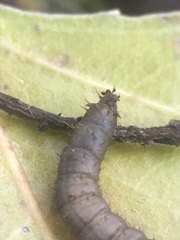 Bibionidae
