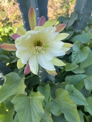 Cereus