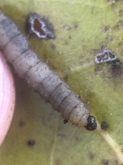 Bibionidae