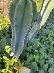 Cereus