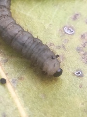 Bibionidae