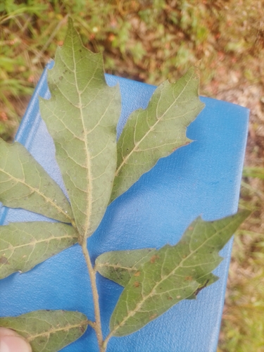 Quercus martinezii