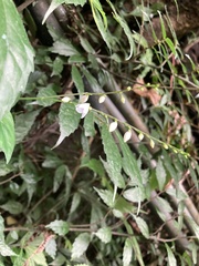 Codonacanthus pauciflorus