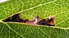 Bucculatrix bechsteinella